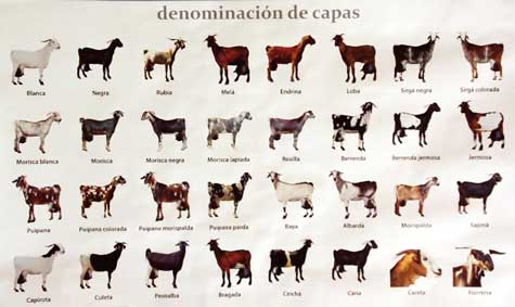 TIPOSDECABRAMAJORERA