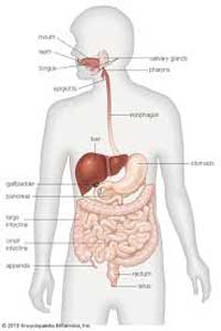 The gastrointestinal tract: the energy converter.