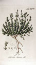 PLANTA1